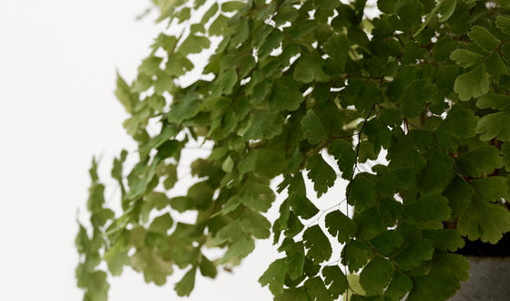 Une marque anti-âge qui pense comme une marque naturelle